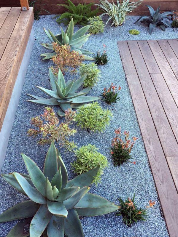 cacti and succulent garden ideas 1