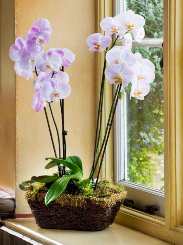 orchid plant care
