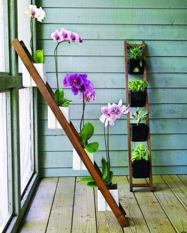 orchid plant care indoors