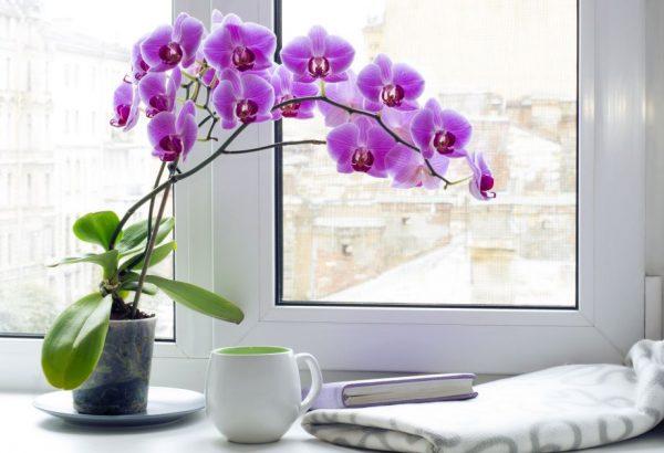 orchid plant care indoor