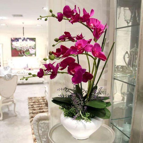 orchid plant