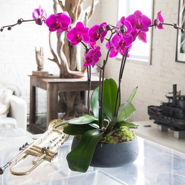 orchid care