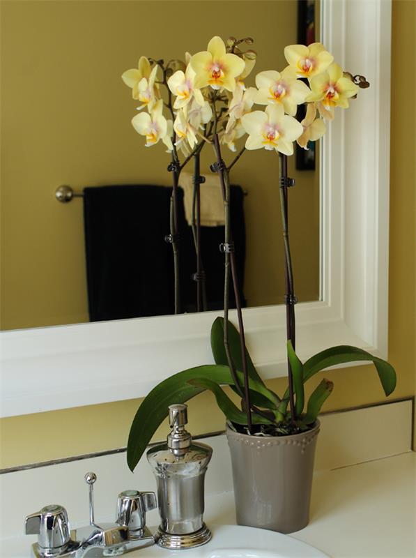 orchid plant indoor