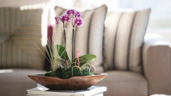 orchid plant home decor