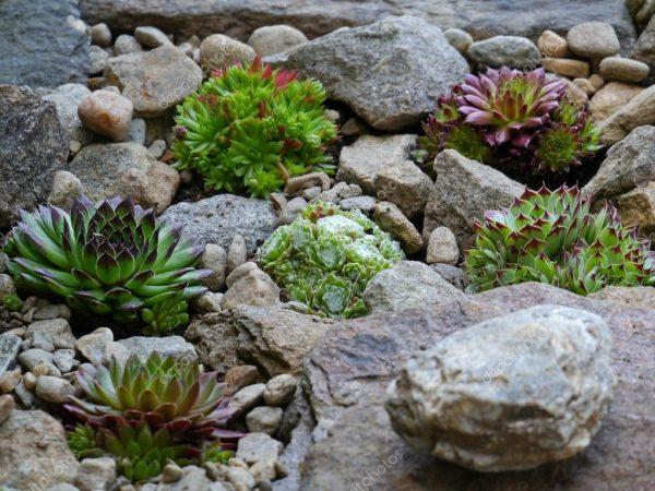 succulents with rocks