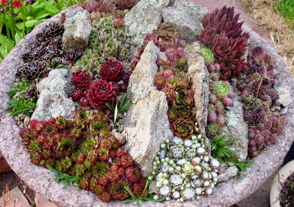 Planting succulents in rocks