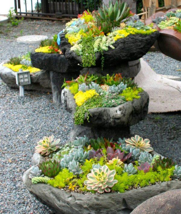 succulent plants for rock gardens