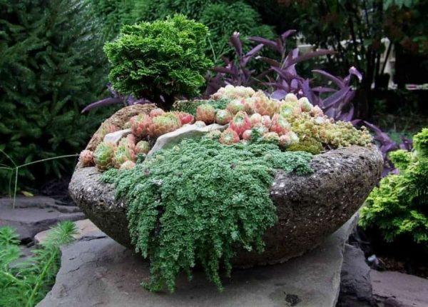 growing succulents in rocks