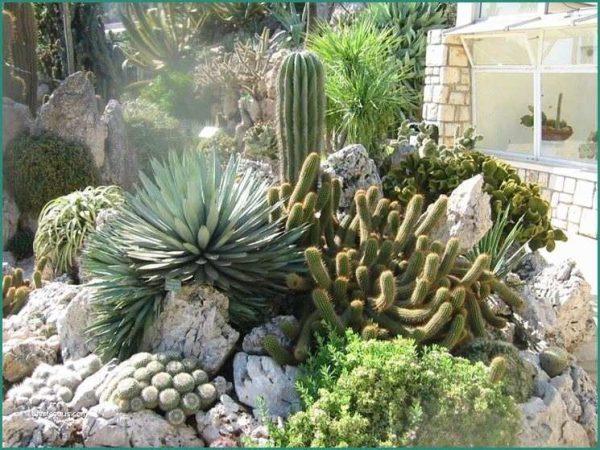 landscaping ideas with rocks and succulents