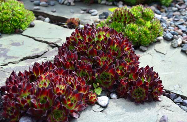 succulents in rocks