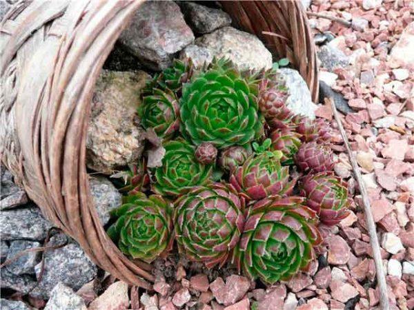 how to grow succulents in rocks