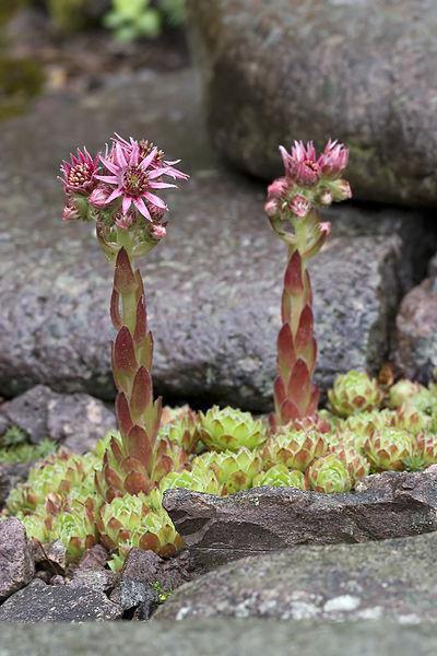 plant succulents in rocks