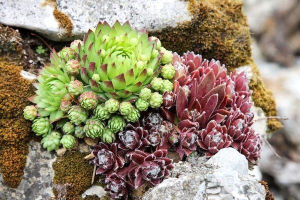 succulent plants rock gardens