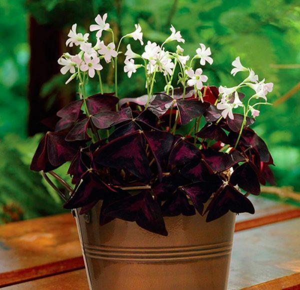 oxalis plant care