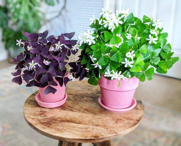 Oxalis: A decorative clover that brings good luck