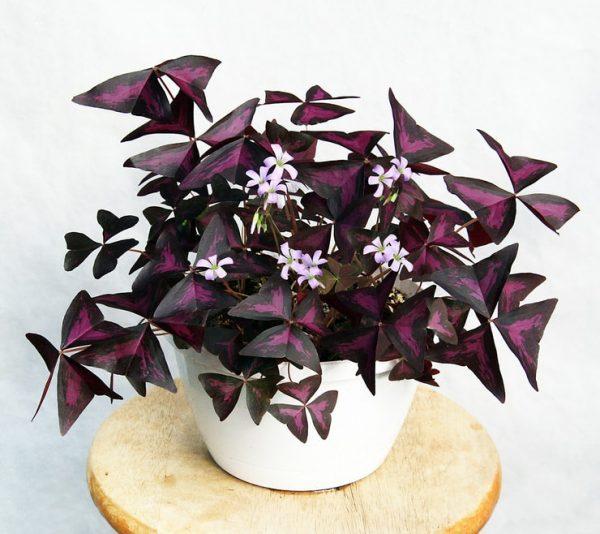 oxalis purple