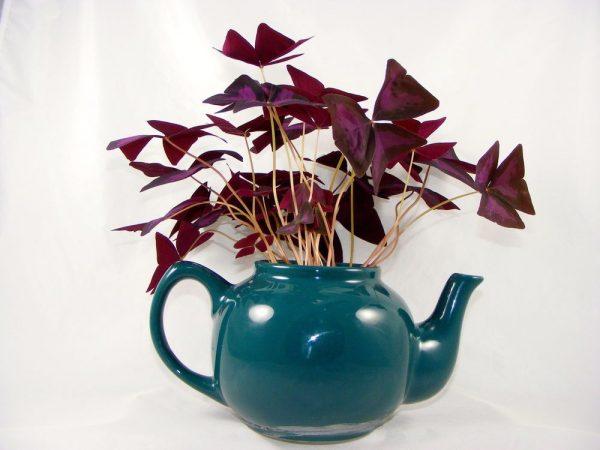 oxalis plant