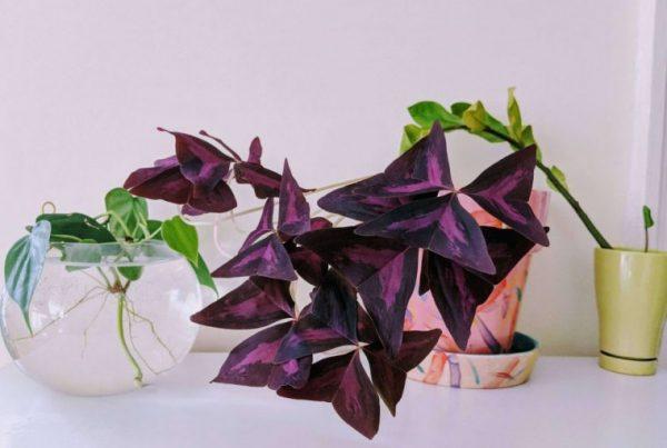 oxalis triangularis