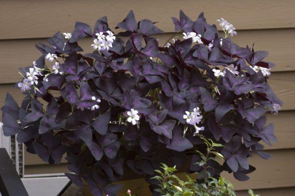 growing oxalis