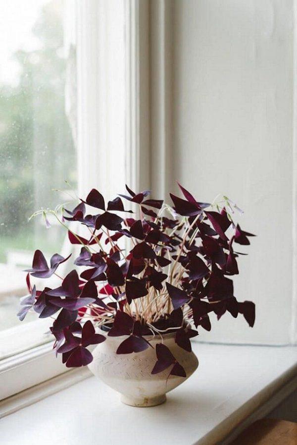 oxalis houseplant