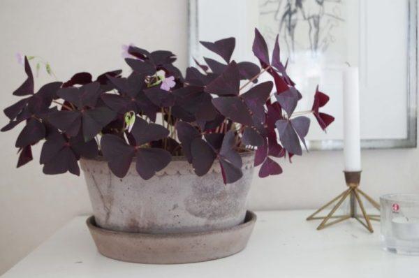 oxalis clover