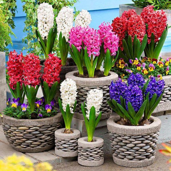 Hyacinth plant