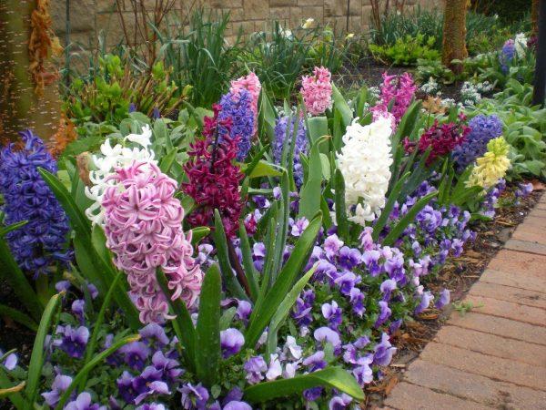 hyacinth garden