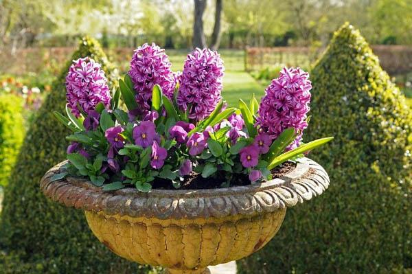 purple hyacinth