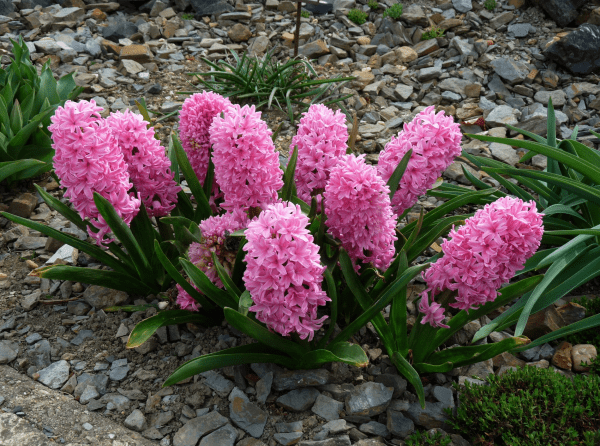 pink hyacinth