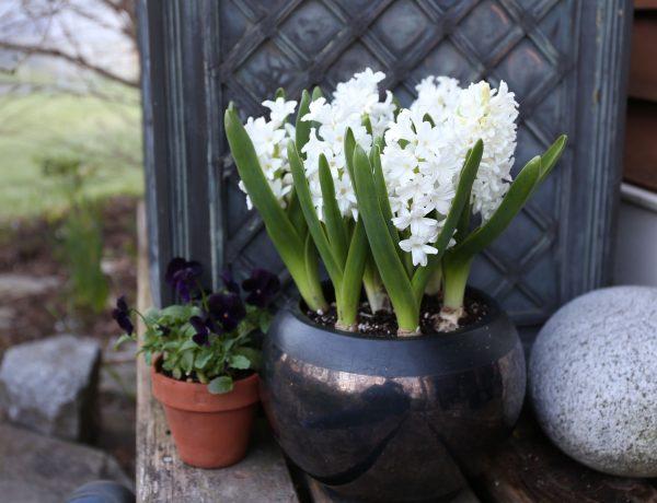 white hyacinth