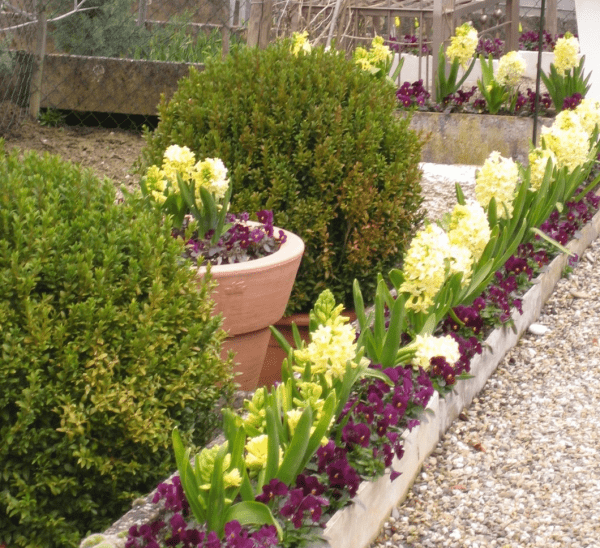 yellow hyacinth