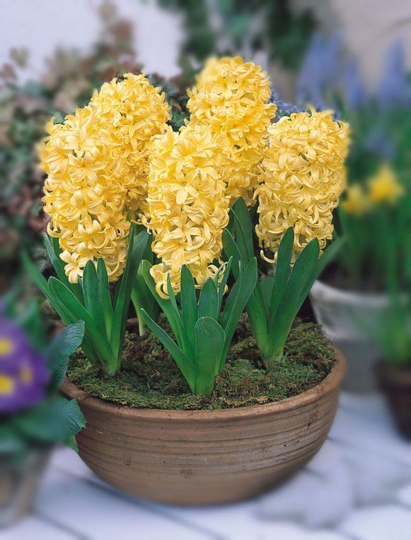 hyacinth flower