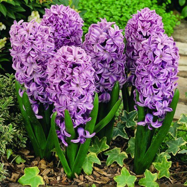 purple hyacinth flower