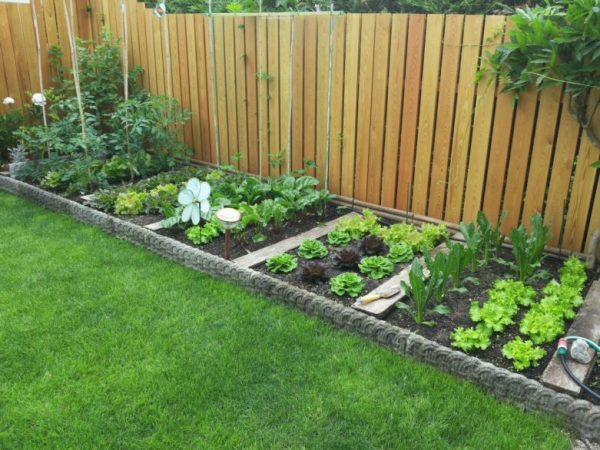 vegetable garden ideas at home