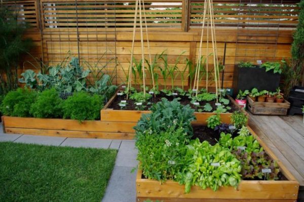 vegetable garden ideas for small spaces