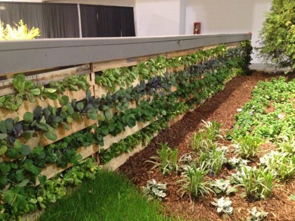 cheap vegetable garden ideas