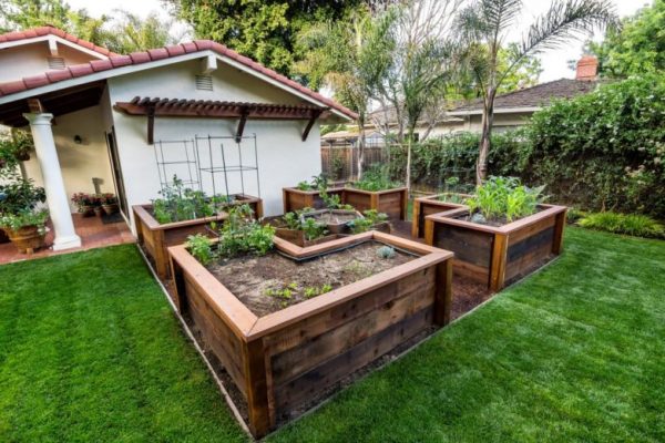 vegetable garden layout