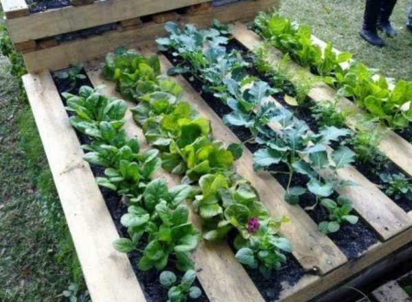 vegetable garden ideas