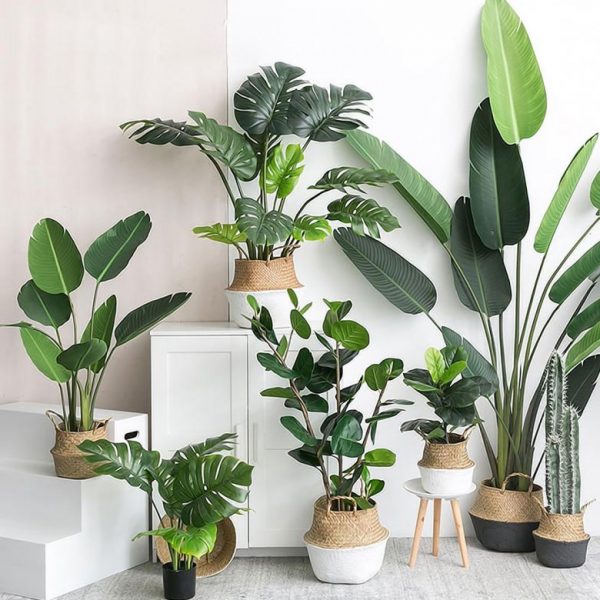 tropical house plants