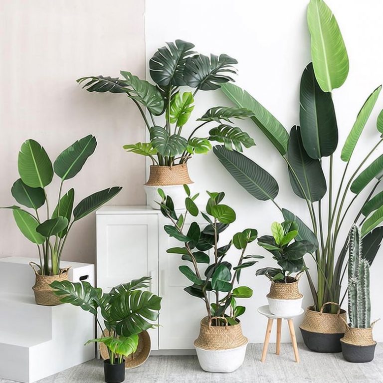 Home decor with indoor tropical plants