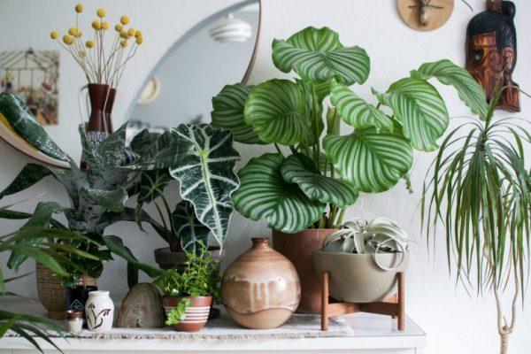 tropical potted plant ideas