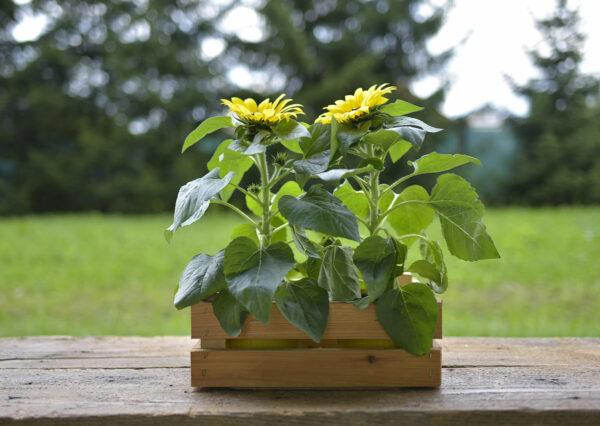 Sunflower planter ideas