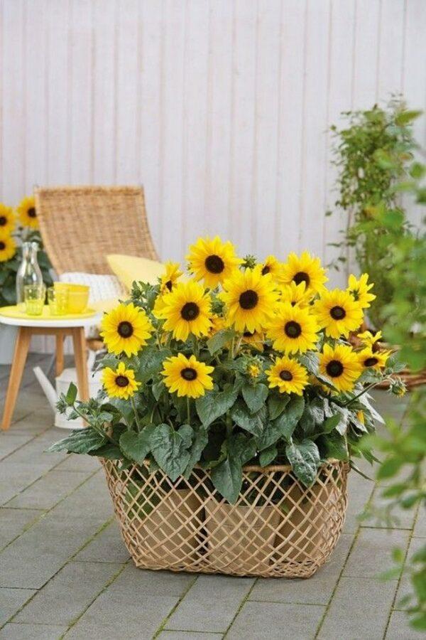 sunflower garden ideas