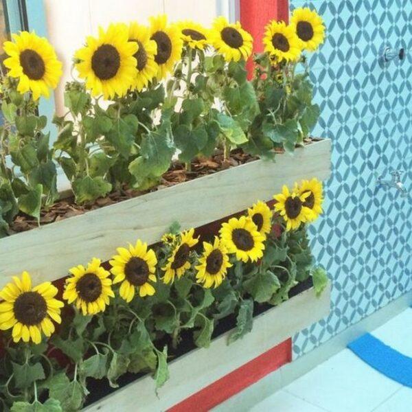 sunflower planter box