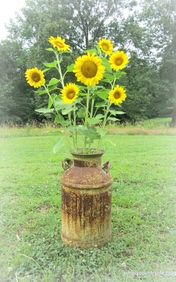 how to grow sunflower at home