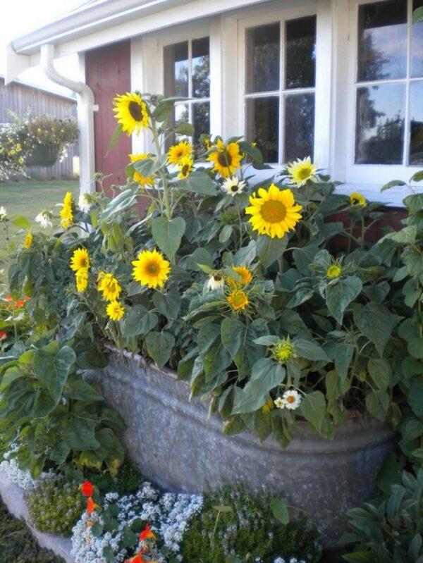 dwarf sunflowers in pots