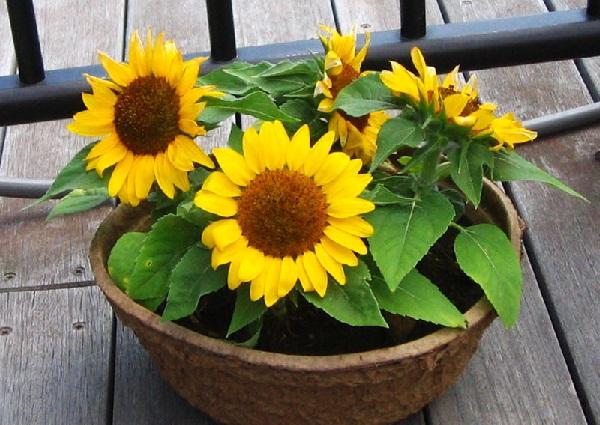 best sunflowers to grow in pots