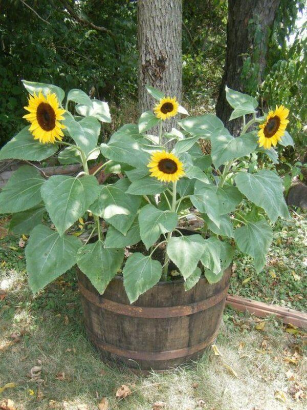 growing sunflowers in pots