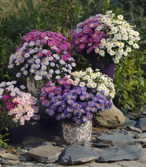 Autumn flowers in the garden