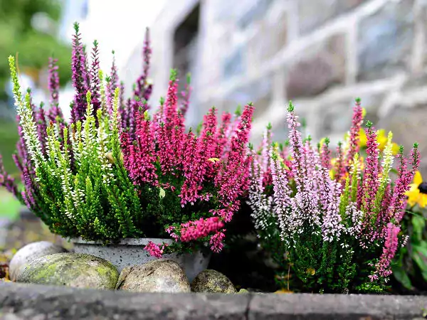 autumn flowers